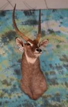 African Common Waterbuck Shoulder Taxidermy Mount