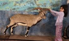 Full Body Chinese Blue Sheep Taxidermy Mount
