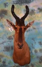 Red Cape Hartebeest Shoulder Taxidermy Mount