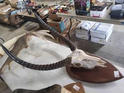 Antelope Skull Mount Decor