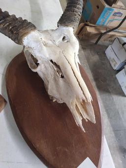 Antelope Skull Mount Decor