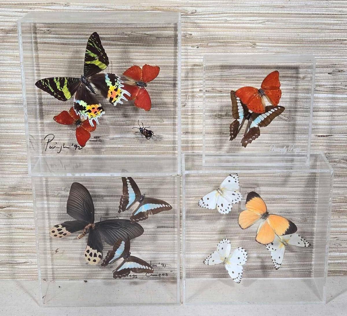 4 Mounted Butterfly Taxidermy in Acrylic Shadow Boxes