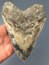 HUGE 5 7/8" Megalodon, Deep Blues, Gray Coloration, Nice Serrations, One of the Better Examples!