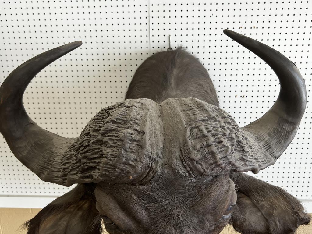 African Cape Buffalo Shoulder Mount Taxidermy