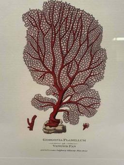 BEAUTIFULLY FRAMED BOOKPLATE OF CORAL