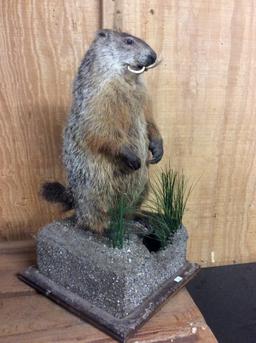 Ground Hog Mount, with Dental Malocclusion