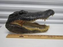 Genuine Alligator Head