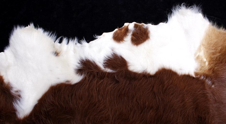 Tanned Hereford Cow Hide Rug