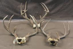 Three Deer Antler Racks