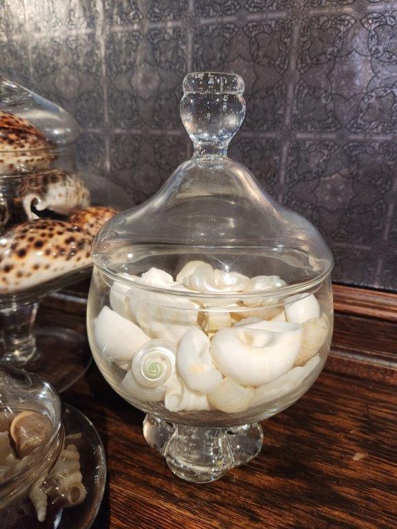 Unique shape Stem Candy Jar with Tiger Cowrie Shells,