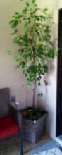 Ficus Tree, in Planter in Woven Basket