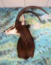Beautiful African Common Sable Antelope Shoulder Taxidermy Mount