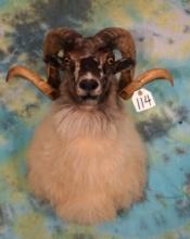 New Zealand Mountain Ram Shoulder Taxidermy Sheep Mount