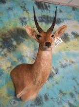 African Common Reedbuck Shoulder Taxidermy Mount
