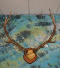 7 x 6 Elk Antlers Mounted on Panel Taxidermy