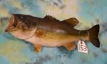5Lbs. 19 1/4" Real Skin Largemouth Bass Taxidermy Fish Mount