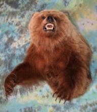 Half Body Grizzly Bear Taxidermy Mount