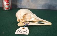 Ostrich Skull Taxidermy
