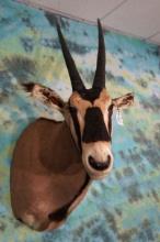 African Fringe Eared Oryx Antelope Shoulder Taxidermy Mount