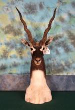 Blackbuck Antelope Antelope Shoulder Table Pedestal  Taxidermy Mount