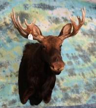 Shiras or "Wyoming Moose" Shoulder Taxidermy Mount