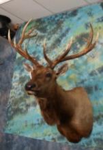 6 x 6 Elk Shoulder Mount Taxidermy