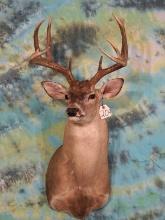 10pt. Northern Texas Whitetail Deer Shoulder Mount Taxidermy