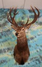 Spanish Red Stag 8 x 9 Shoulder Taxidermy Mount
