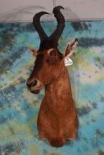 Red Cape Hartebeest African Antelope Shoulder Taxidermy Mount