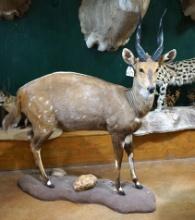 African Cape Bushbuck Full Body Taxidermy Mount