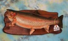 24 1/2" Real Skin Rainbow Trout Taxidermy Fish Mount