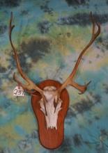 Caribou Antlers on Panel Taxidermy Mount