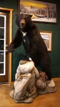 Large Full Body Black Bear Taxidermy Mount