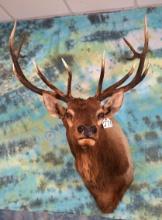 Wild Rocky Mountain 6 x 6 Elk Shoulder Taxidermy Mount