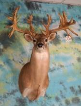Madusa # 2 66pts. 285+ gross Monster Missouri Whitetail Deer Shoulder Taxidermy Mount