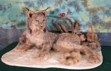 Canadian Lynx Full Body Taxidermy Mount