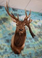 Cool! 6 x 5 Club Drop Non-typical Elk Shoulder Taxidermy Mount