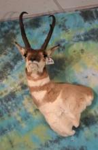 Offset Shoulder Pronghorn Antelope Taxidermy Mount
