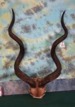 African Gold Medal Record Book 58 5/8"  x 57" Greater Kudu Horns Taxidermy