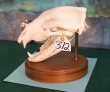 American Black Bear Skull Fixed on Pedestal Stand Taxidermy
