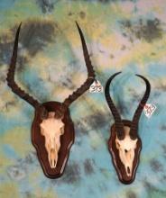 African Springbuck & Impala Skulls on Panels Taxidermy