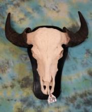 South American Water Buffalo Skull on Plaque Taxidermy