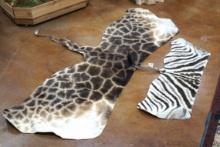 Tanned Giraffe & Zebra Partial Tanned Skins Taxidermy