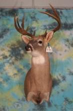 11pt. Texas Whitetail Deer Shoulder Taxidermy Mount