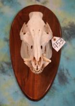 Wild Boar or Feral Hog Skull on Panel Taxidermy