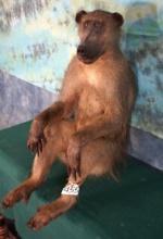 Full Body African Chacma Baboon Taxidermy Mount