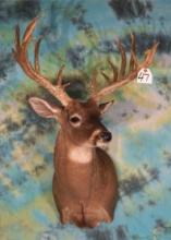 198 4/8 gross 18pts. South Texas Whitetail Deer Shoulder Mount Taxidermy