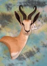African Record Class Common Springbuck Gazelle Shoulder Taxidermy Mount