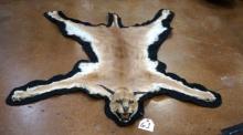 Cool African Caracal Cat Taxidermy Rug Mount