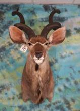 Beautiful African Greater Kudu Shoulder Taxidermy Mount